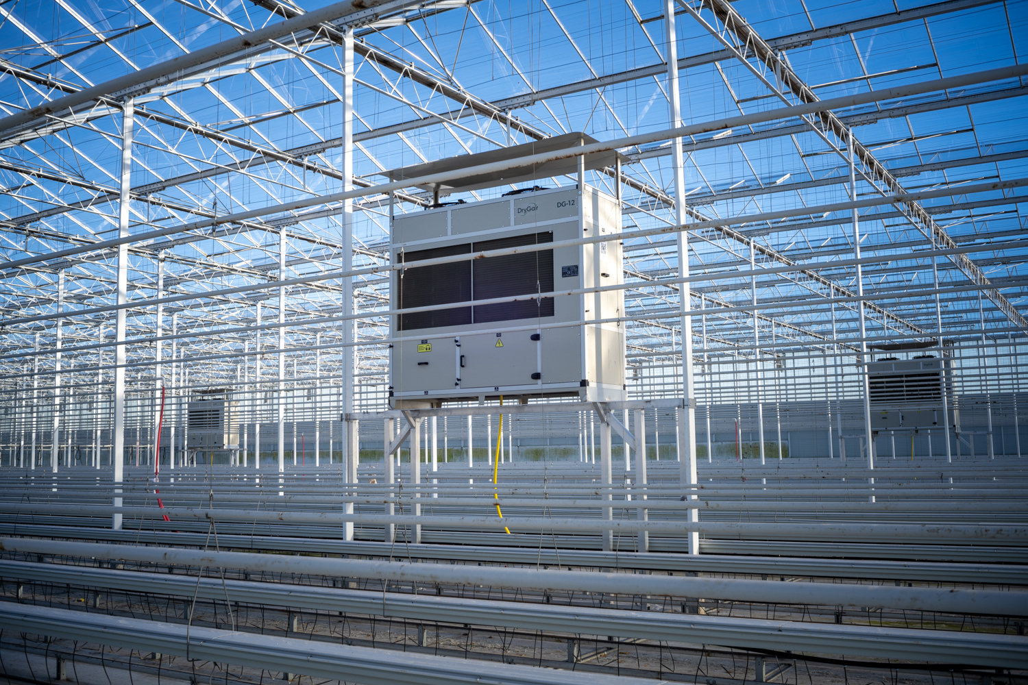 Blomsterrader inne i gartneri