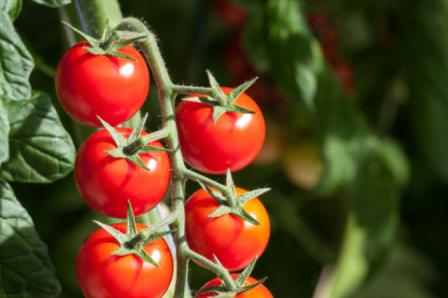 Tomatklase på tomatplante