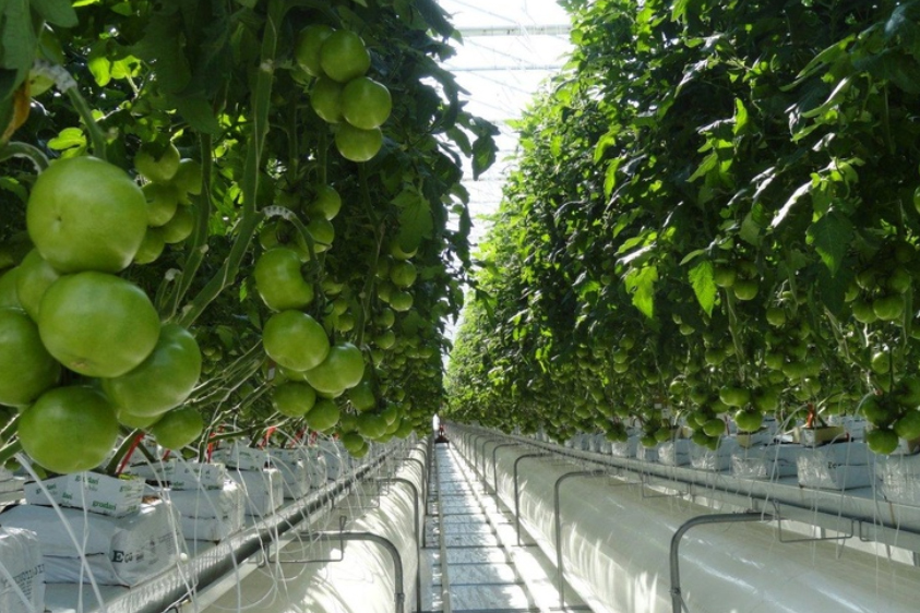 Innsiden av gartneri med tomatplanter