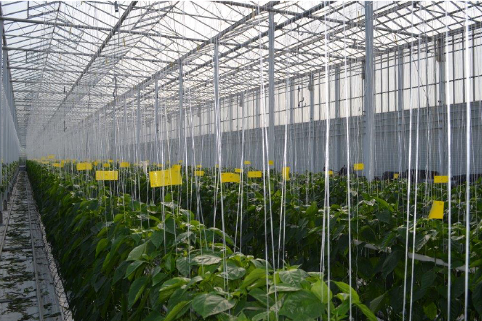 Blomsterrader inne i gartneri